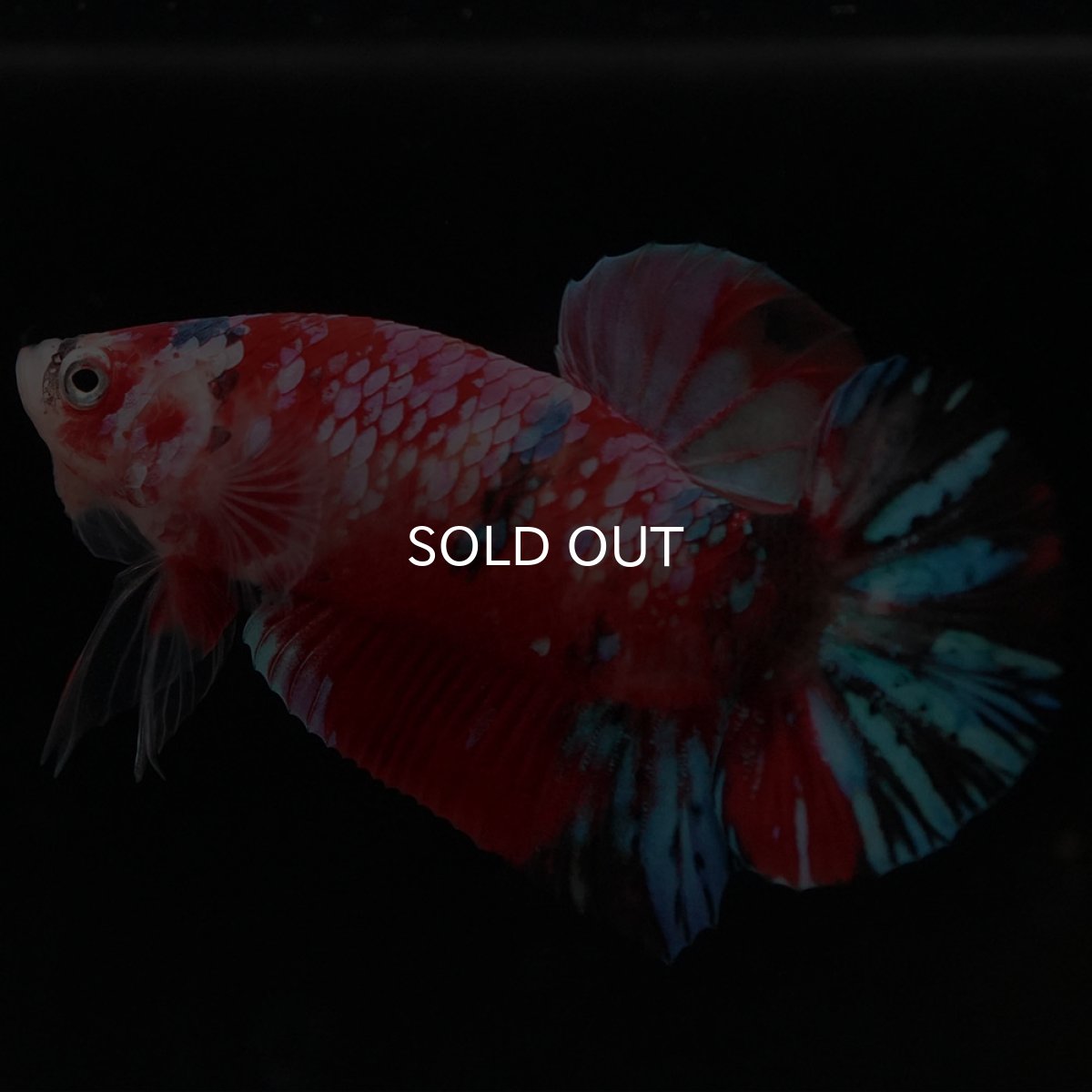 画像4: HMPK　キャンディギャラクシー (4)