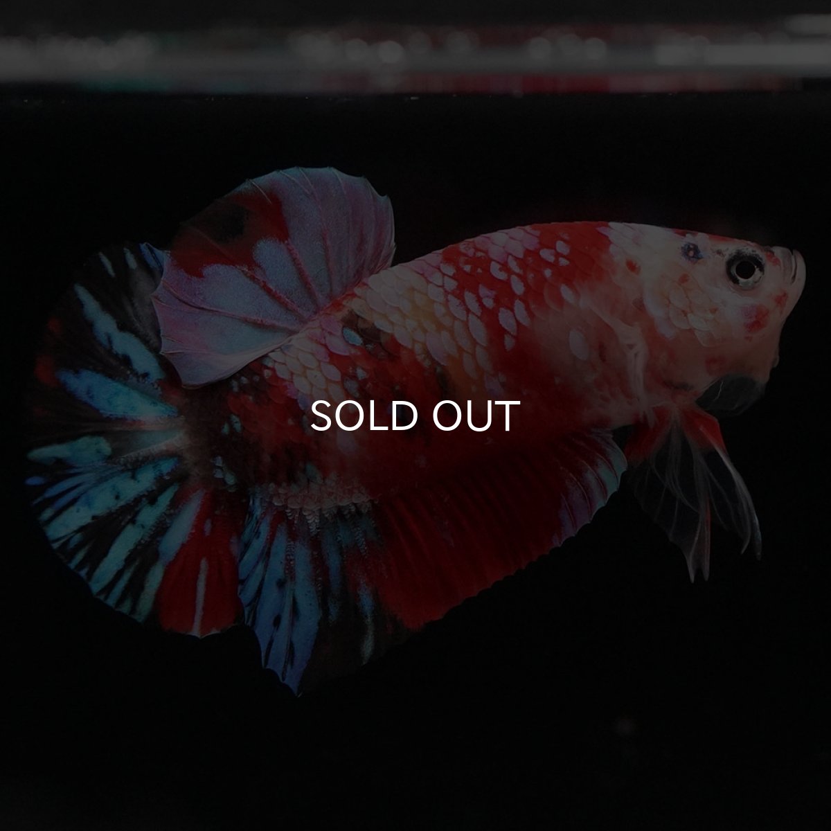 画像5: HMPK　キャンディギャラクシー (5)