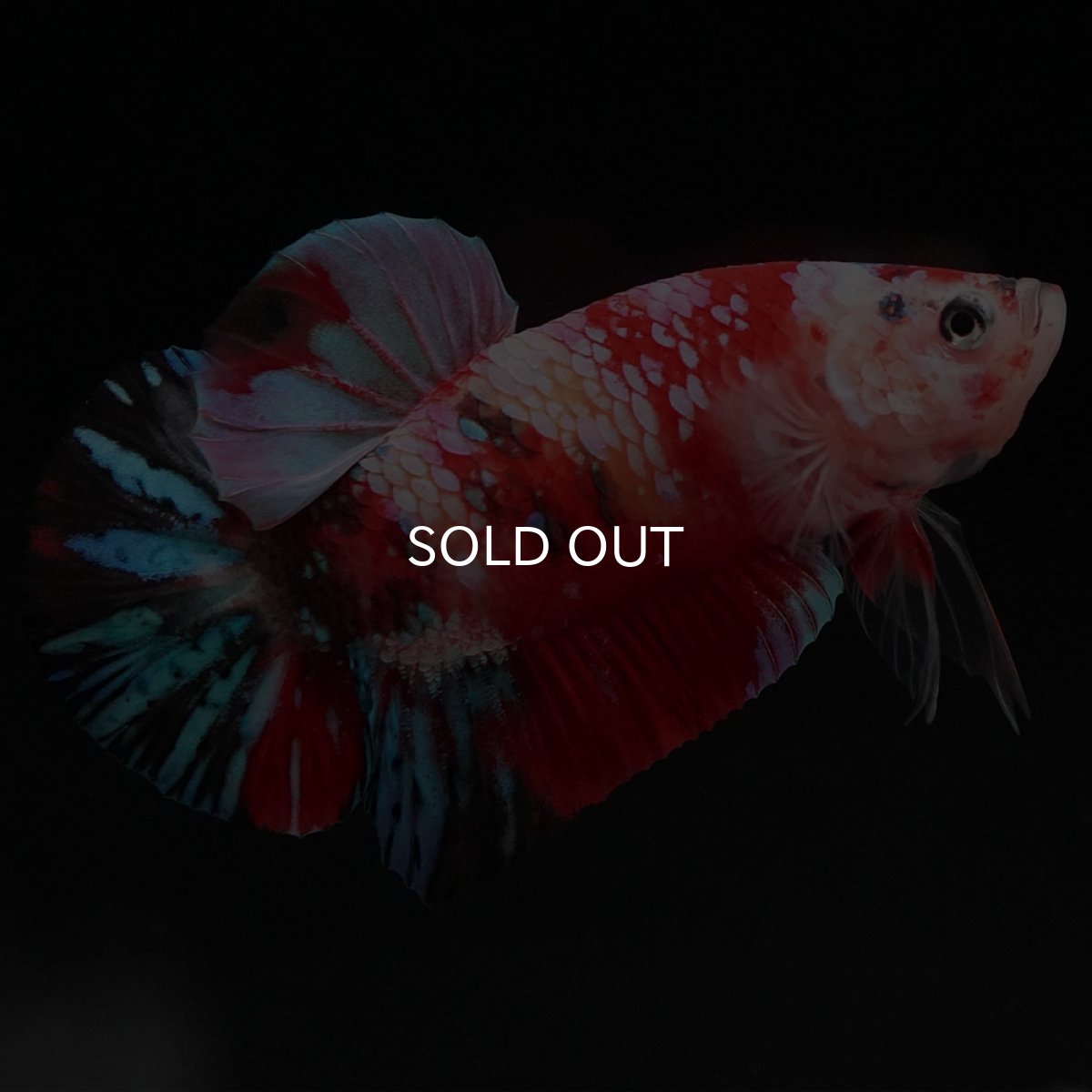 画像3: HMPK　キャンディギャラクシー (3)