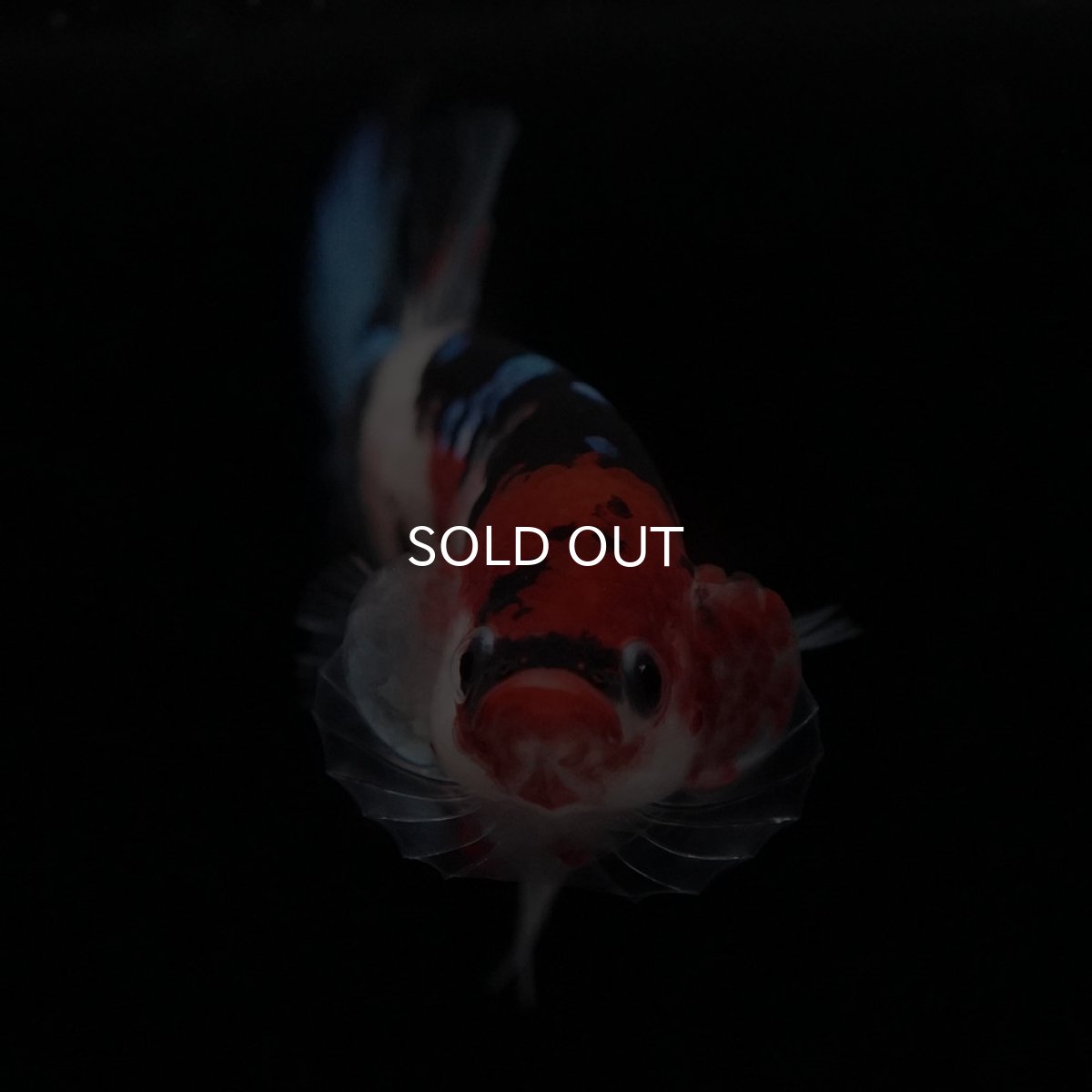 画像3: HMPK 鯉 (3)