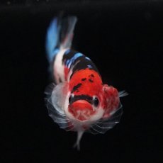 画像3: HMPK　鯉 (3)