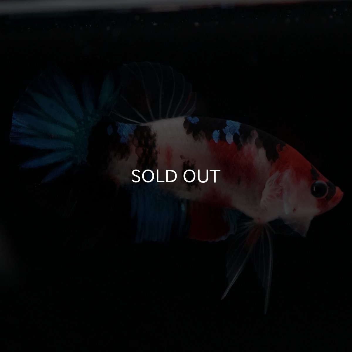 画像8: HMPK 鯉 (8)