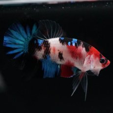 画像8: HMPK　鯉 (8)