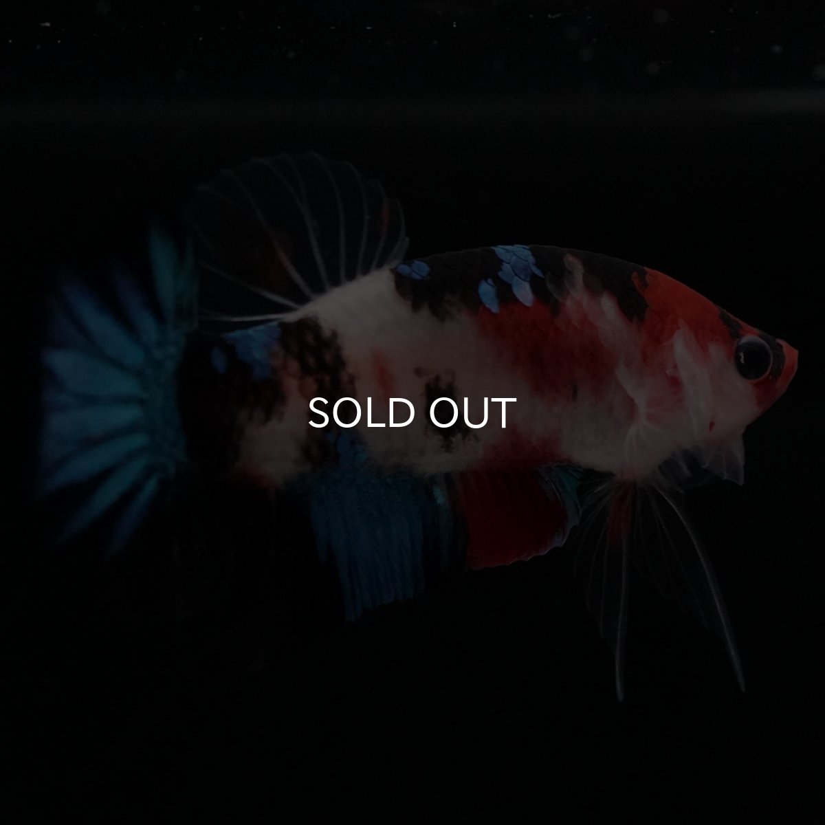 画像6: HMPK 鯉 (6)