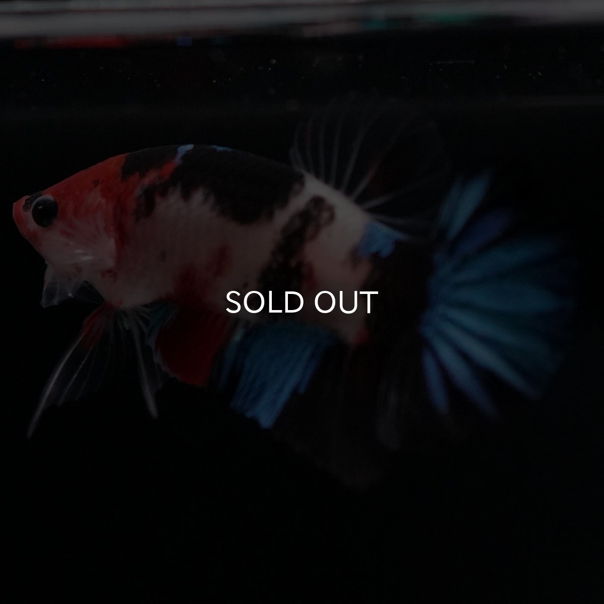 画像7: HMPK 鯉 (7)