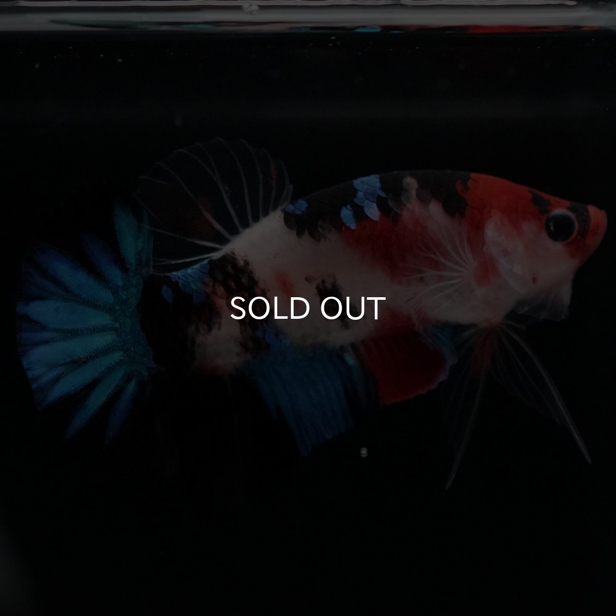 画像4: HMPK 鯉 (4)