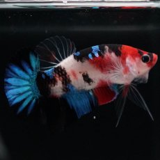 画像4: HMPK　鯉 (4)