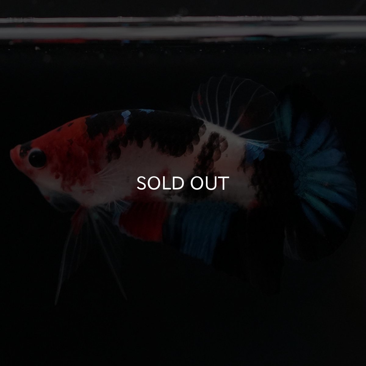 画像2: HMPK 鯉 (2)