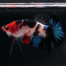 画像2: HMPK　鯉 (2)