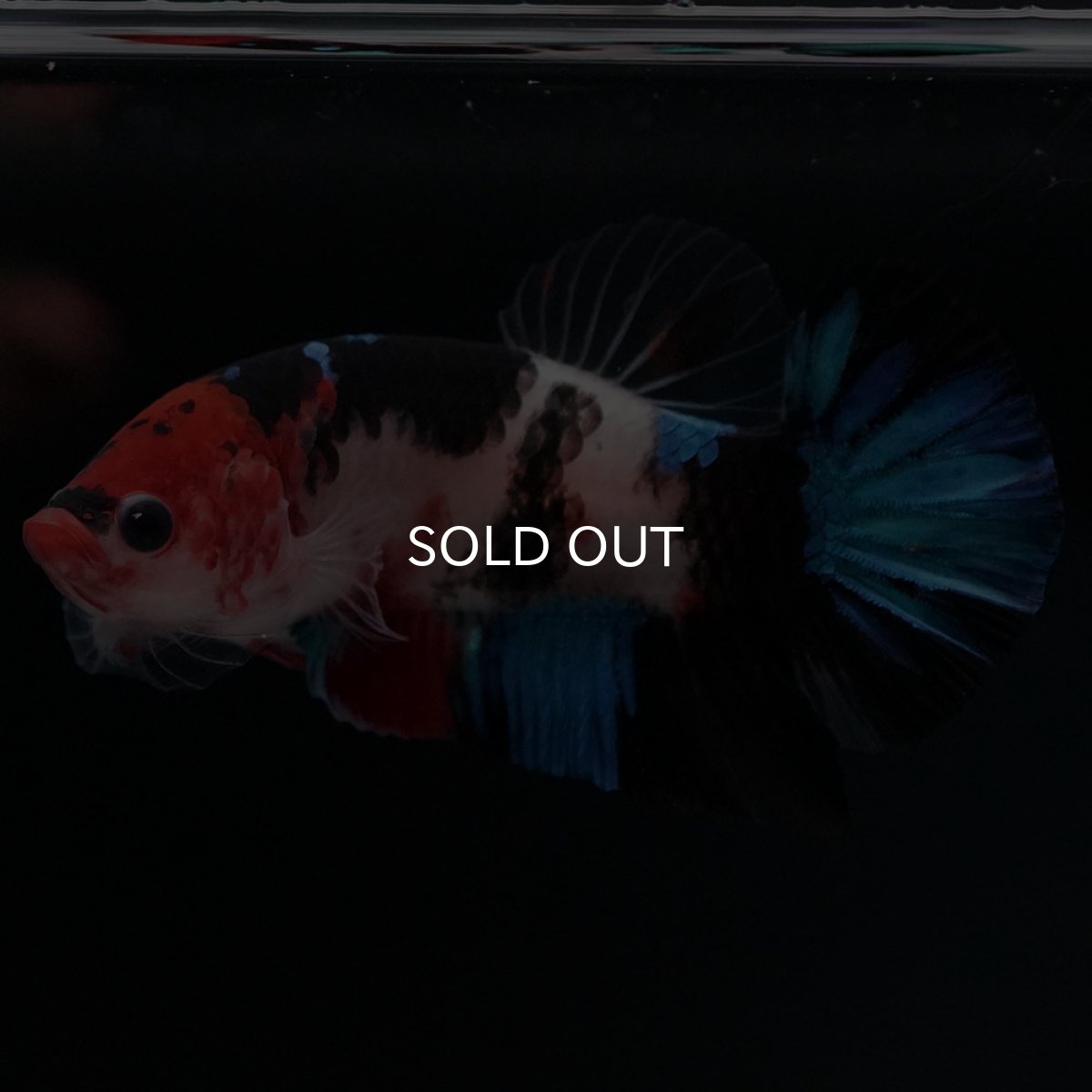 画像5: HMPK 鯉 (5)