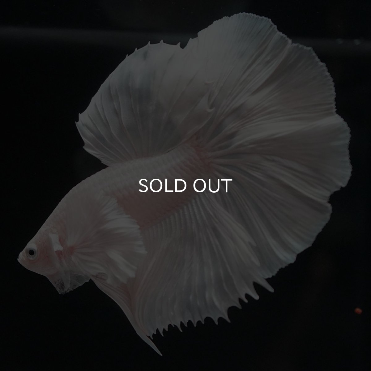 画像7: HMダンボ ホワイト (7)