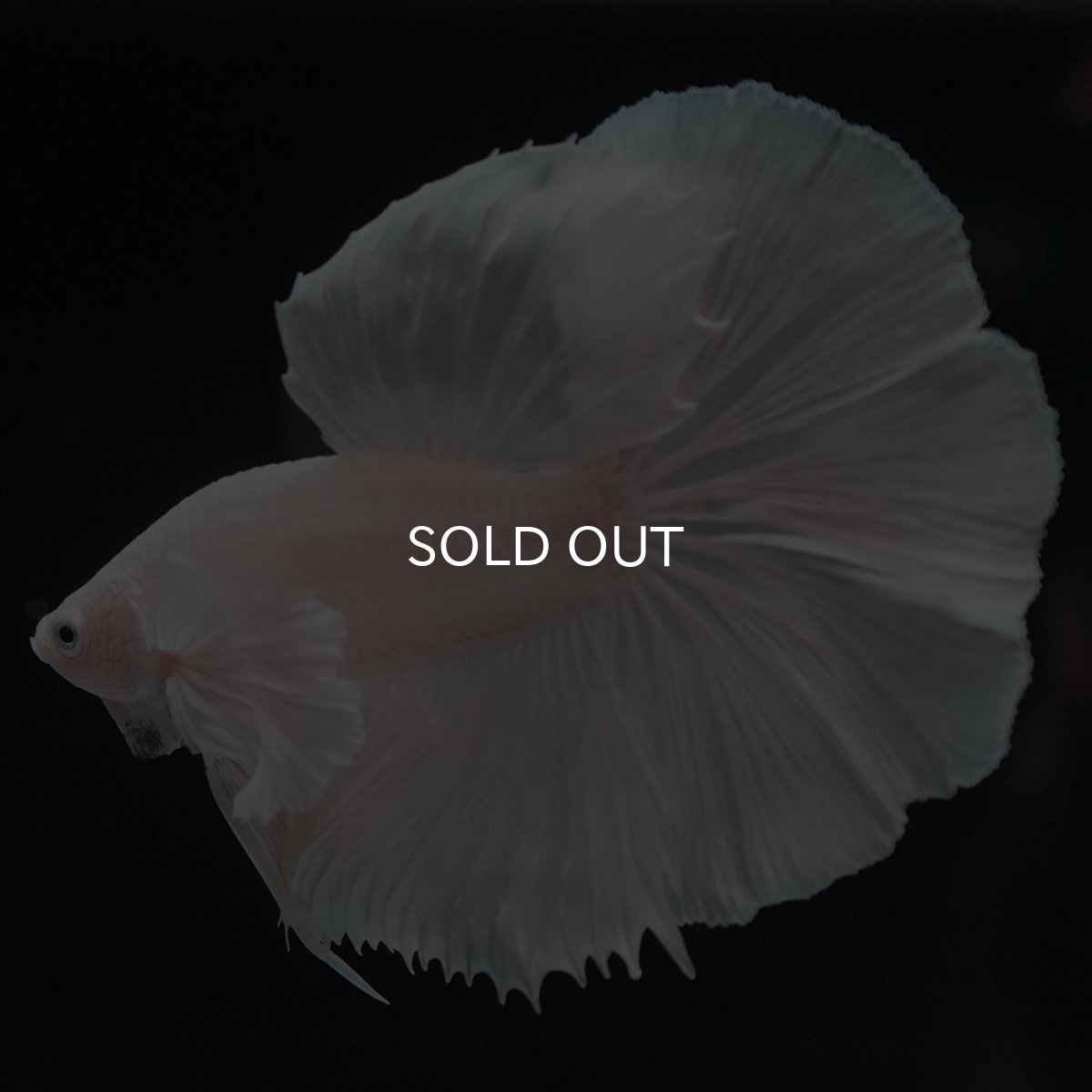 画像6: HMダンボ ホワイト (6)