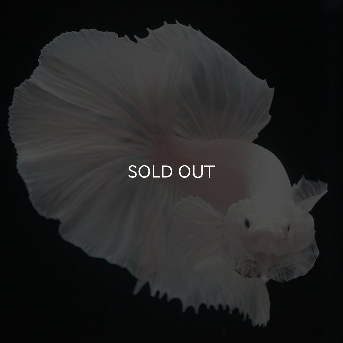 画像3: HMダンボ ホワイト (3)