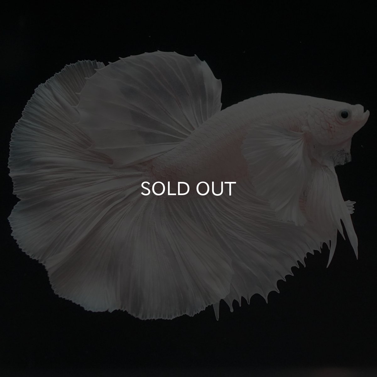 画像5: HMダンボ ホワイト (5)