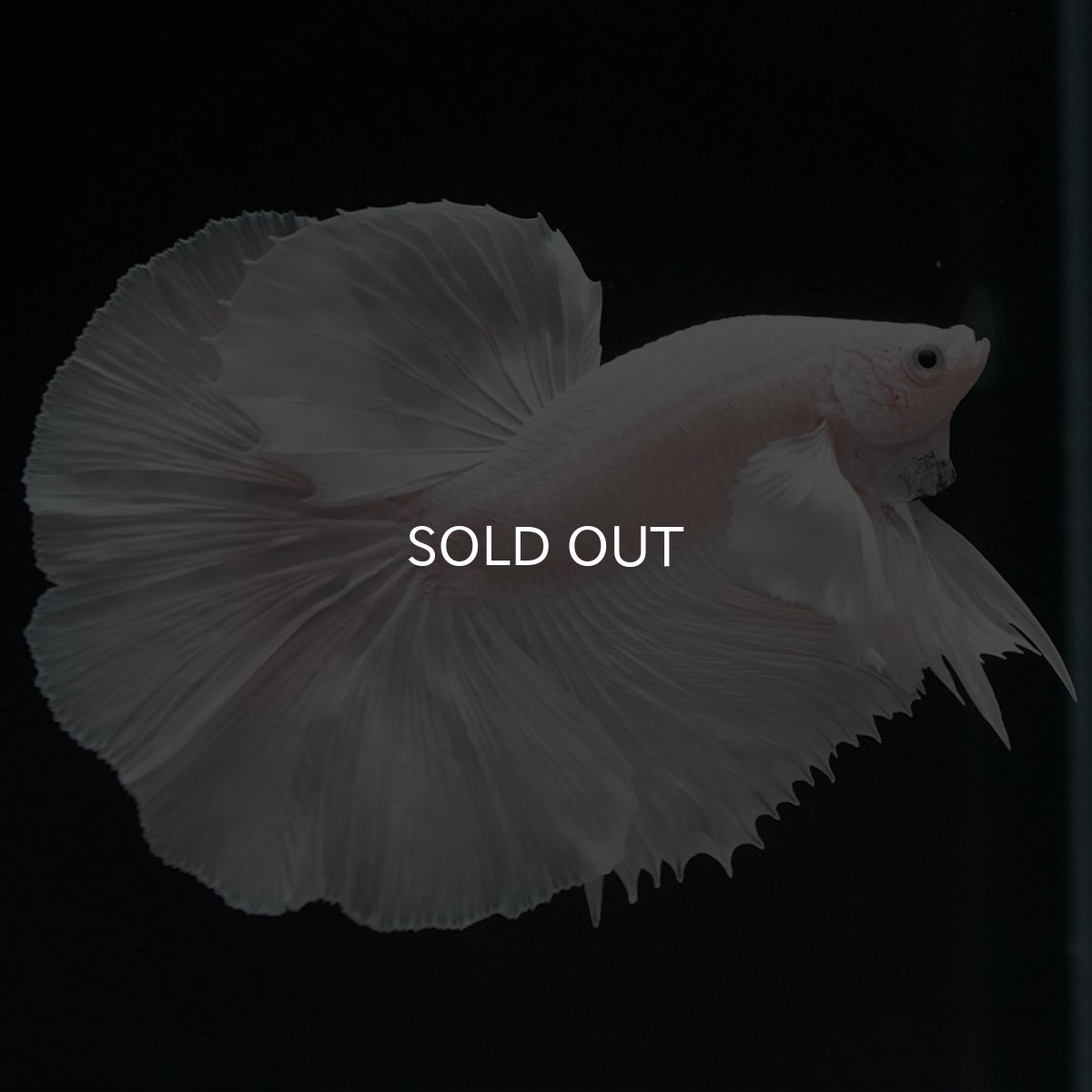 画像2: HMダンボ ホワイト (2)