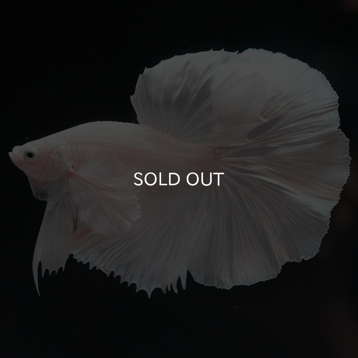 画像4: HMダンボ ホワイト (4)