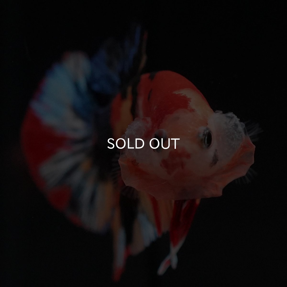 画像3: HMPK キャンディ (3)