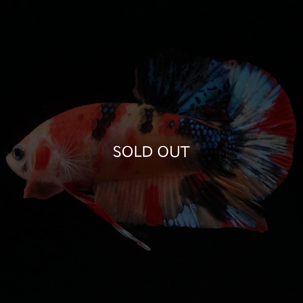 画像9: HMPK キャンディ (9)