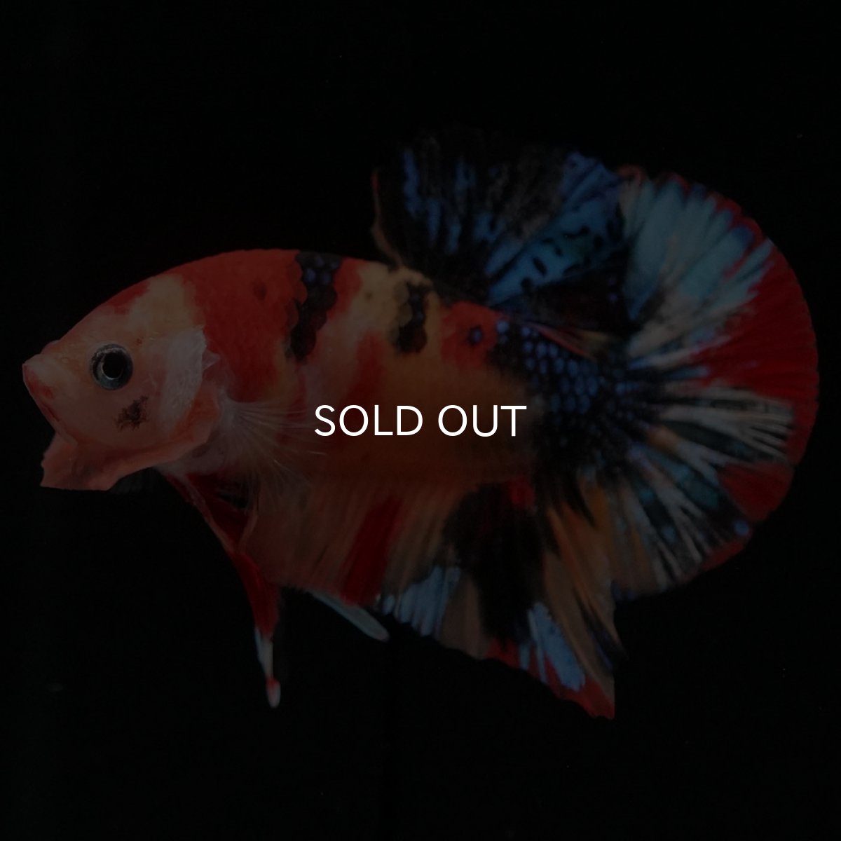 画像8: HMPK キャンディ (8)