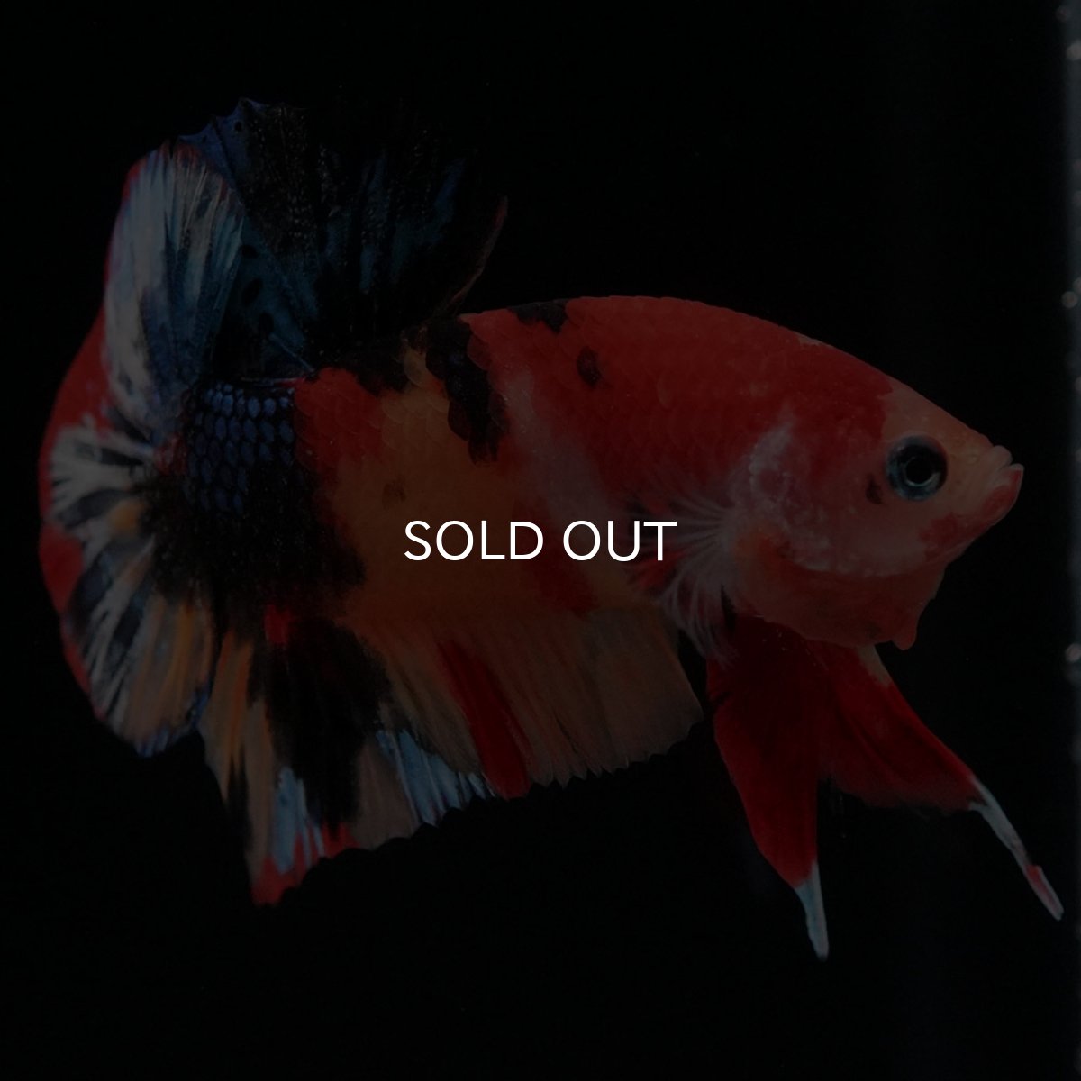 画像2: HMPK キャンディ (2)