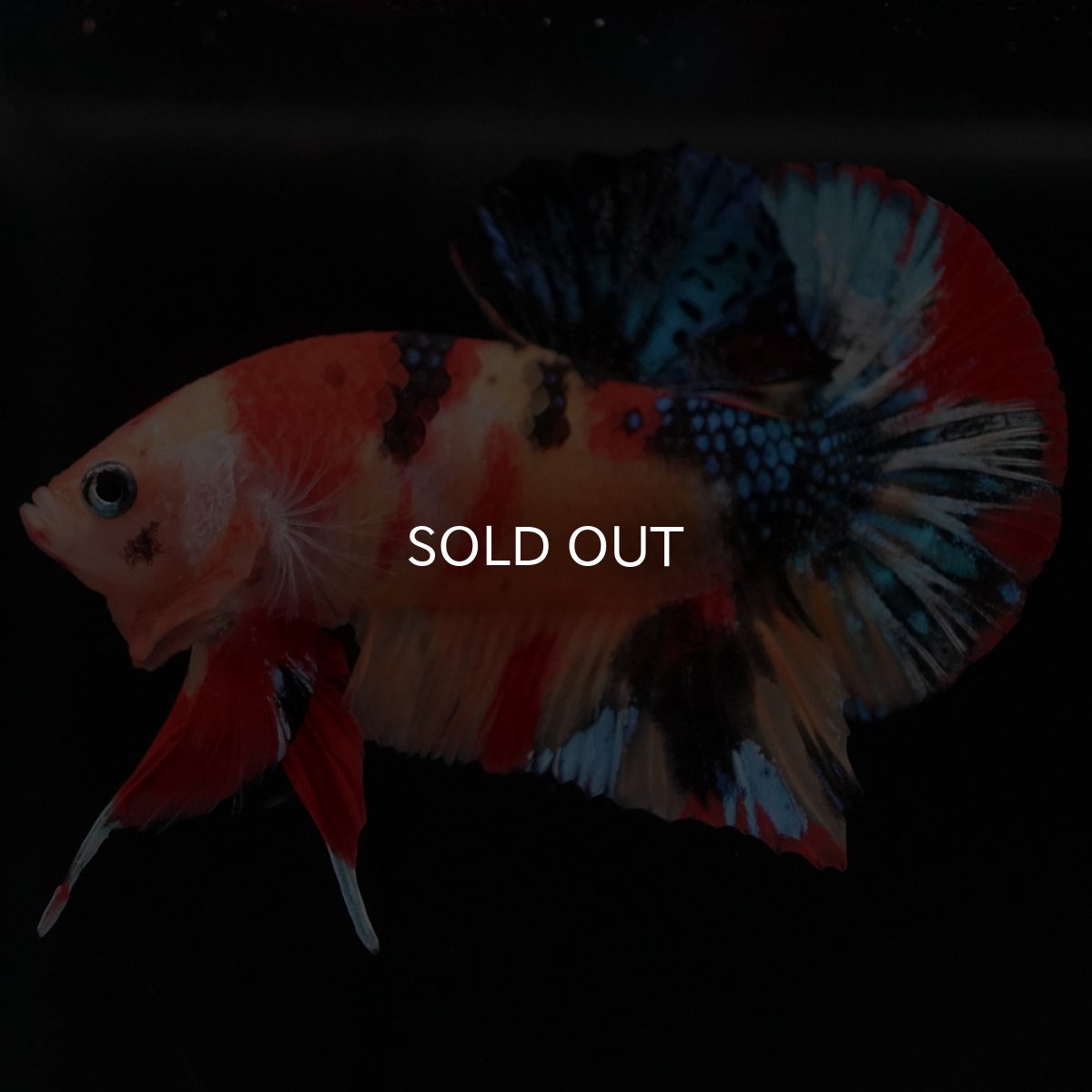 画像4: HMPK キャンディ (4)