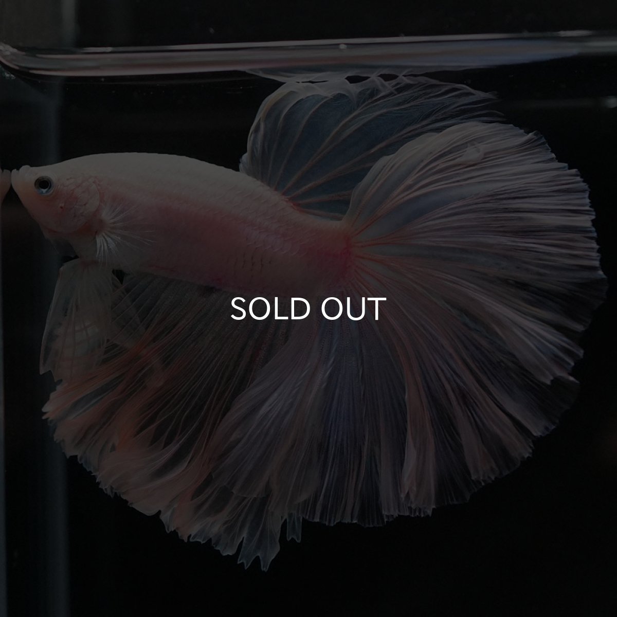 画像2: HM ホワイトファンシー ローズテール (2)