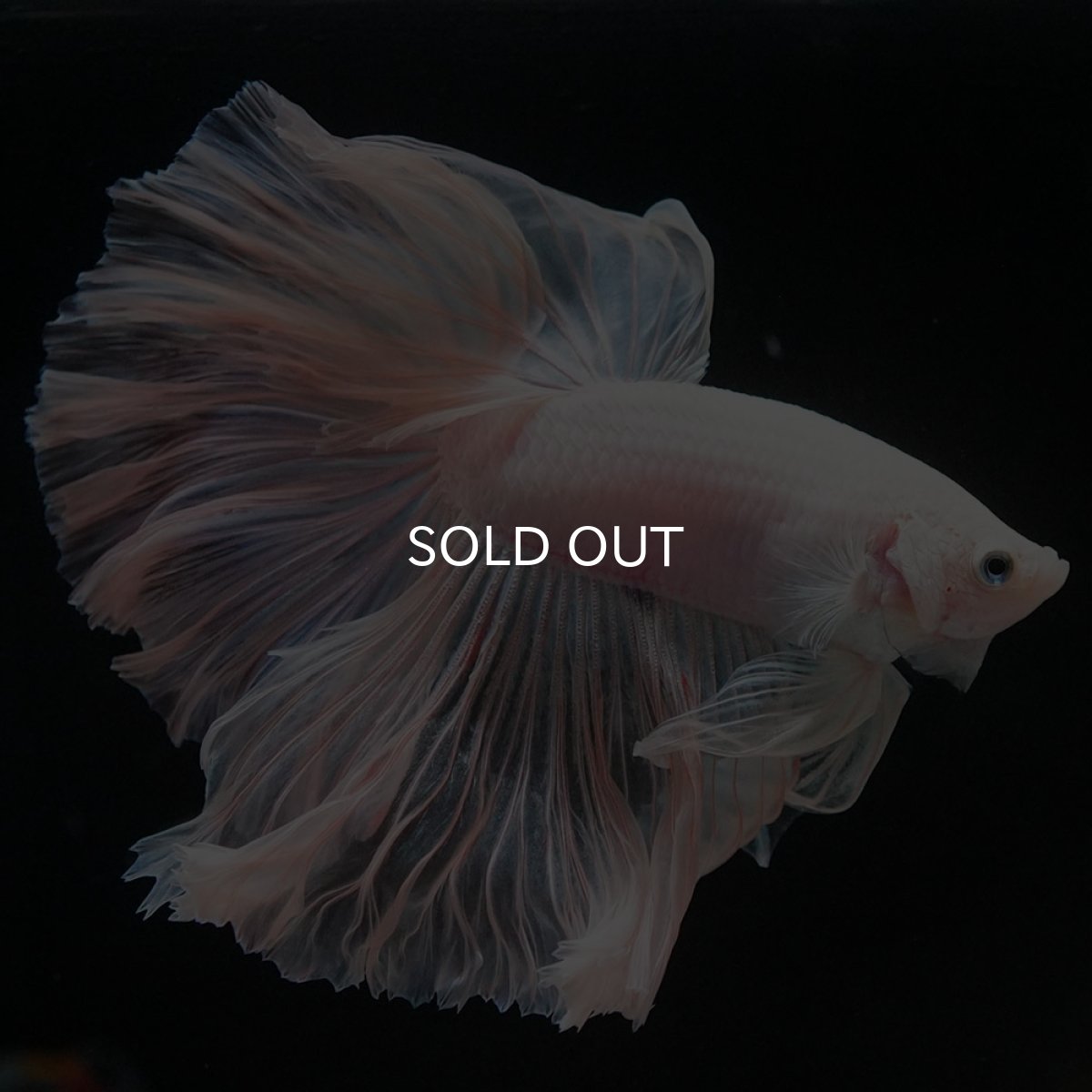 画像7: HM ホワイトファンシー ローズテール (7)