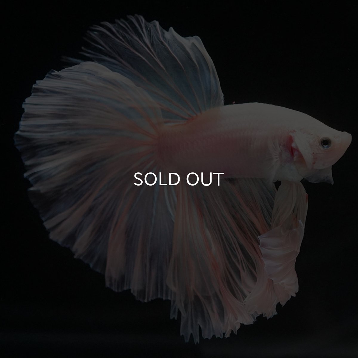 画像6: HM ホワイトファンシー ローズテール (6)