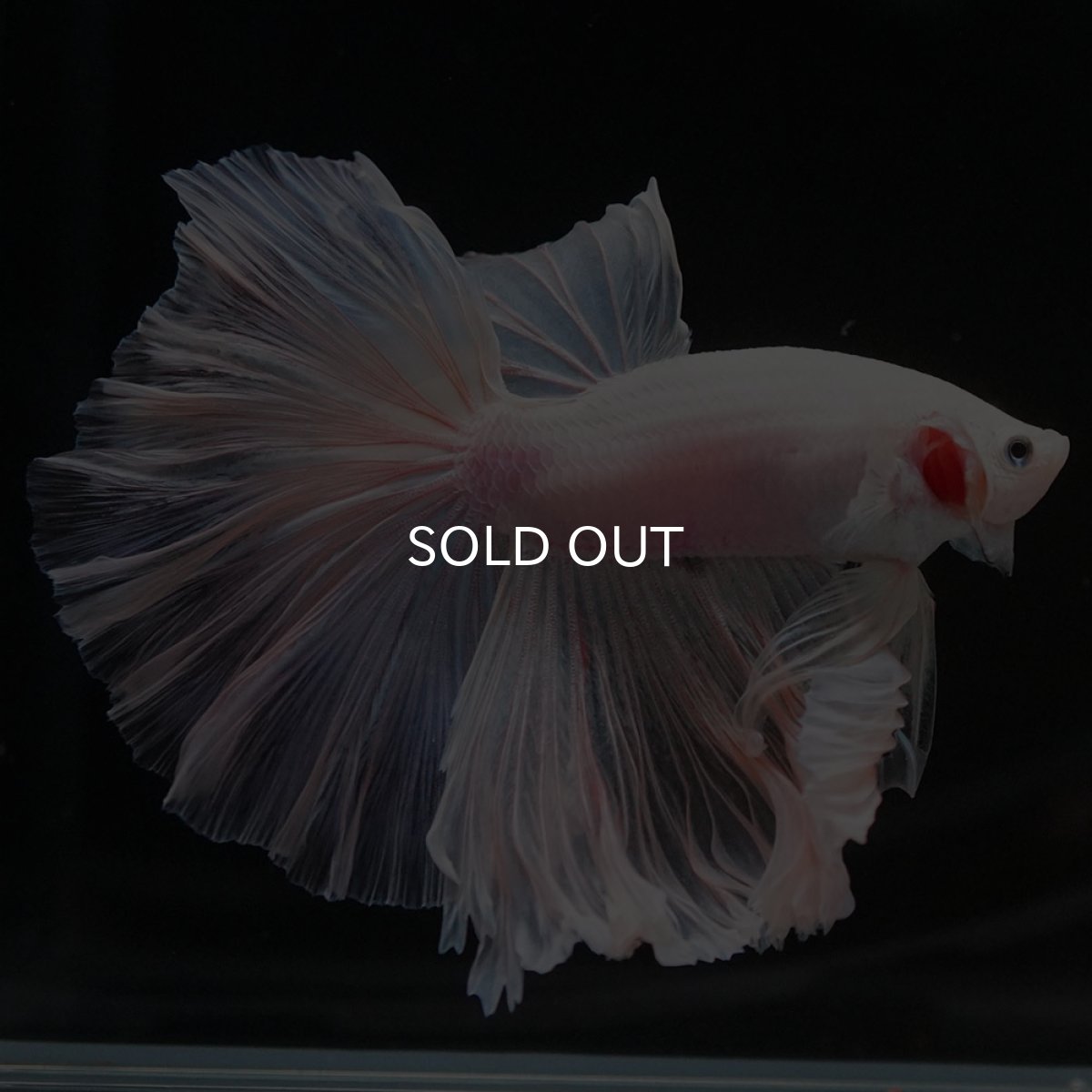 画像5: HM ホワイトファンシー ローズテール (5)