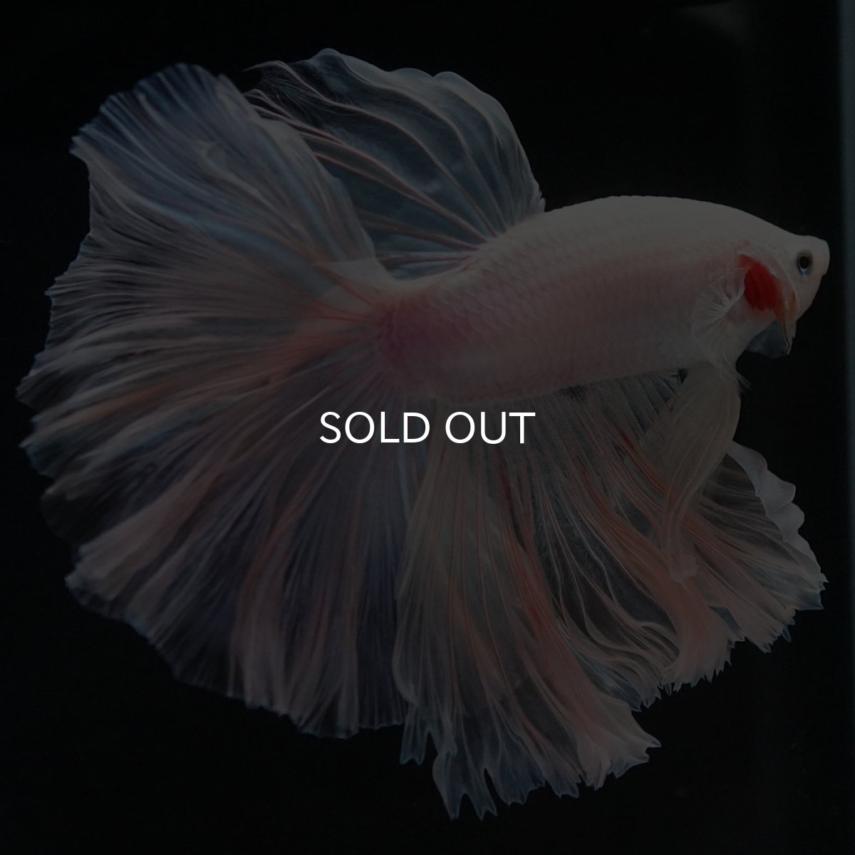 画像3: HM ホワイトファンシー ローズテール (3)