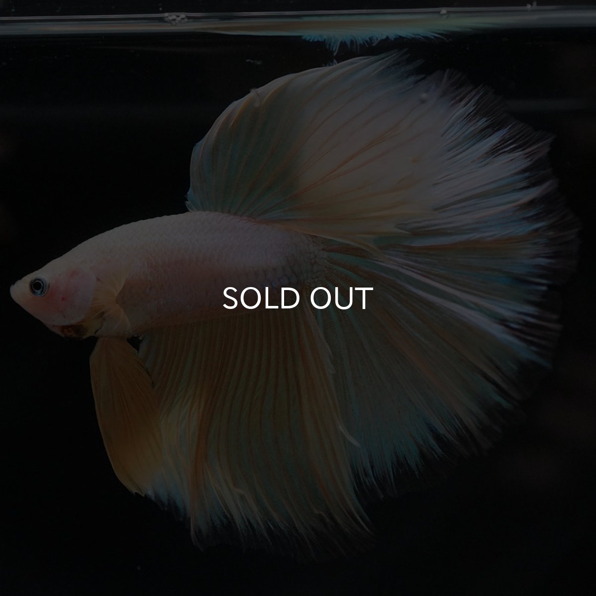 画像5: HM イエローファンシー (5)