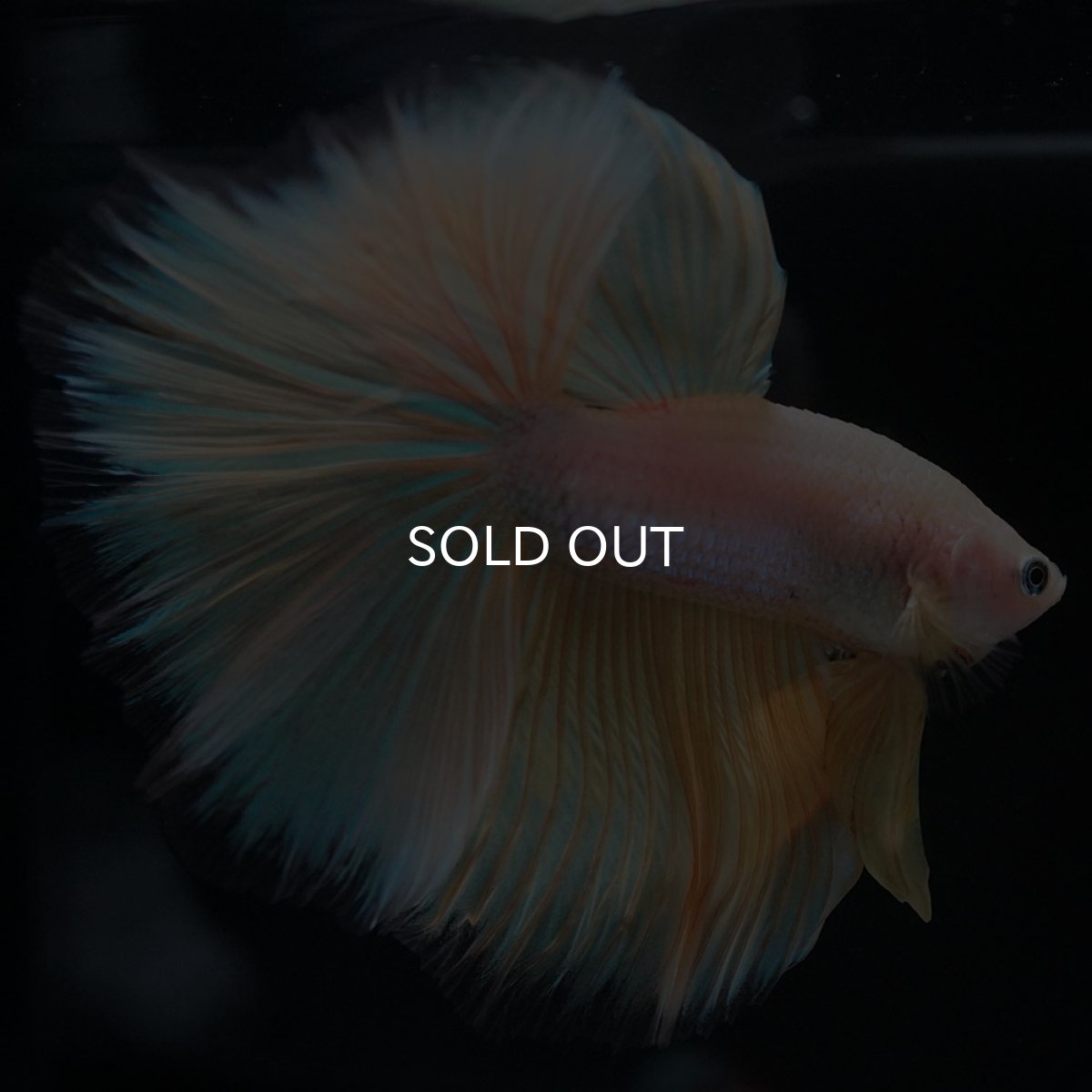 画像6: HM イエローファンシー (6)