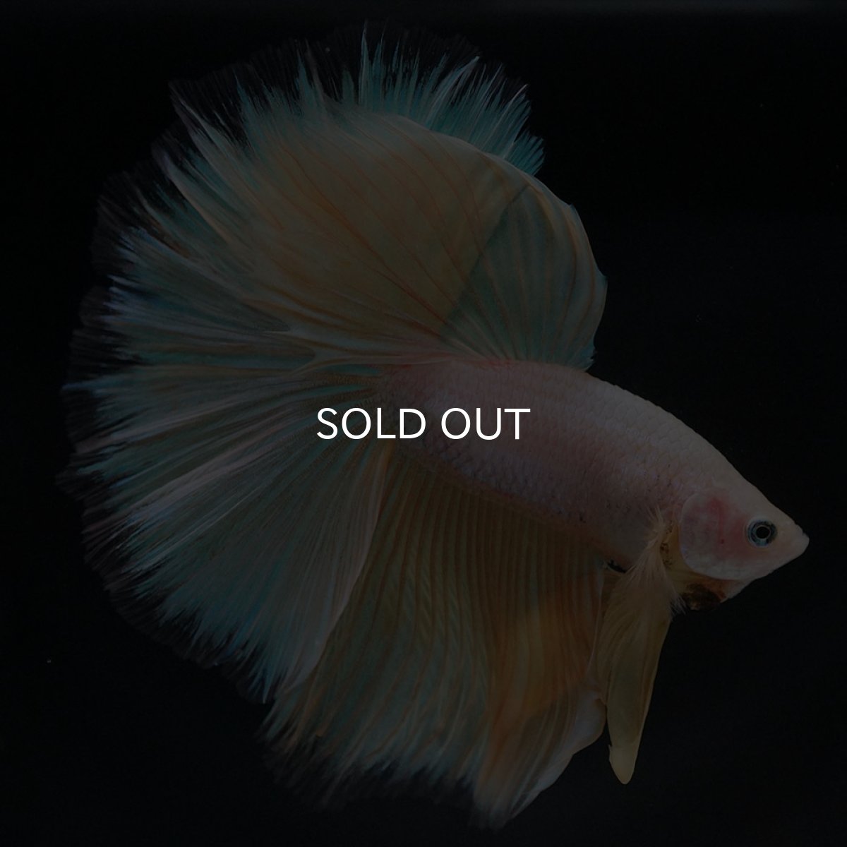 画像2: HM イエローファンシー (2)