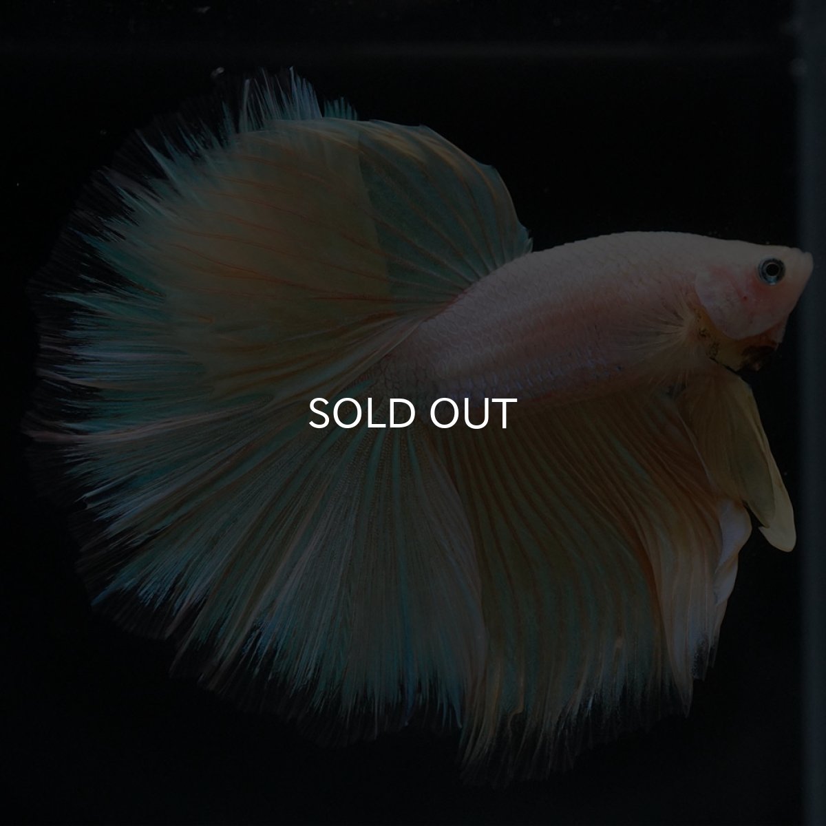 画像7: HM イエローファンシー (7)