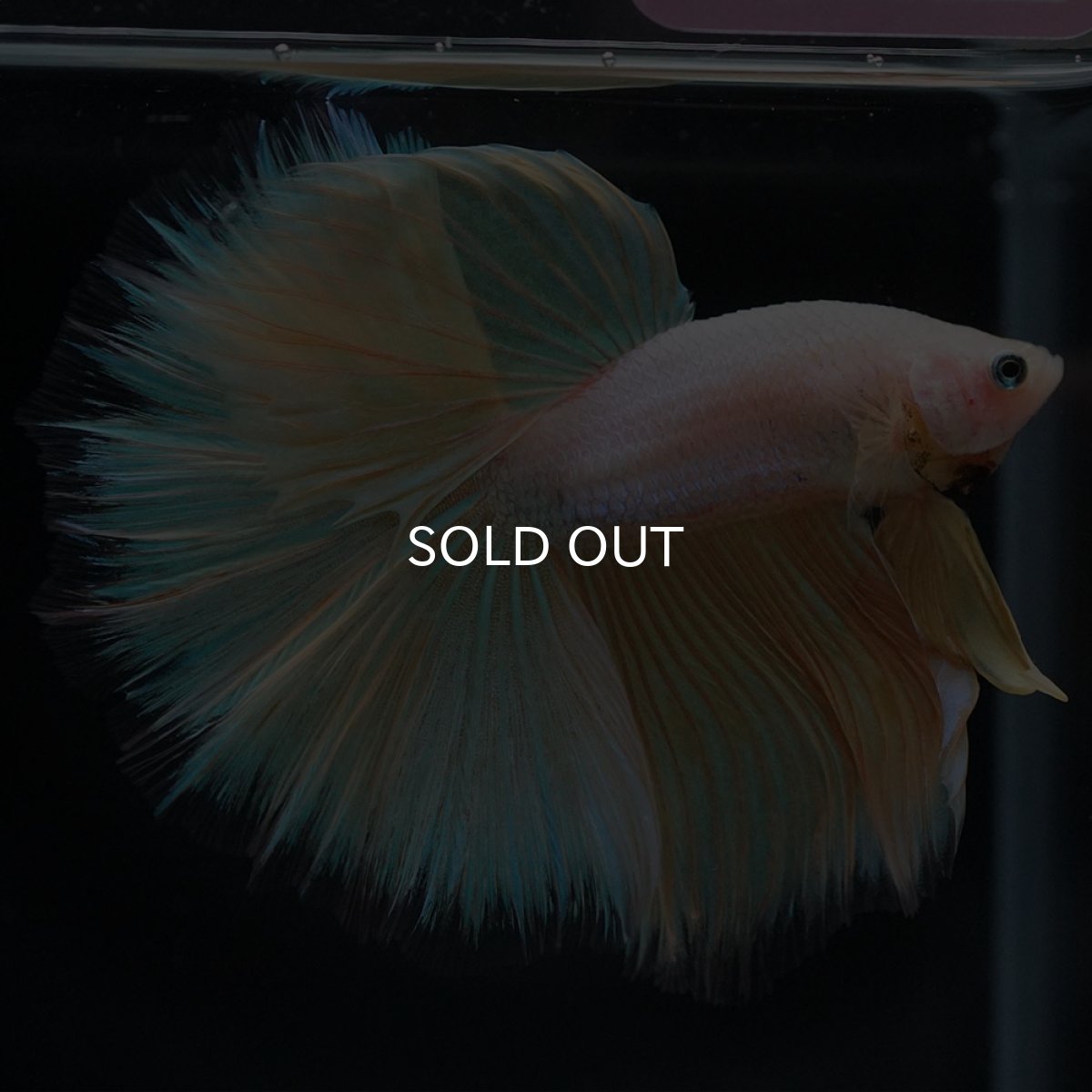 画像8: HM イエローファンシー (8)