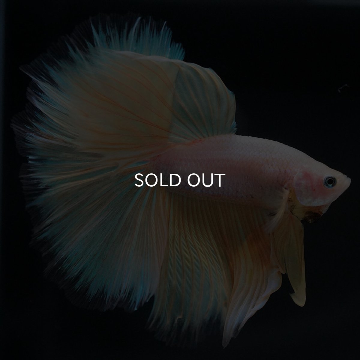 画像4: HM イエローファンシー (4)