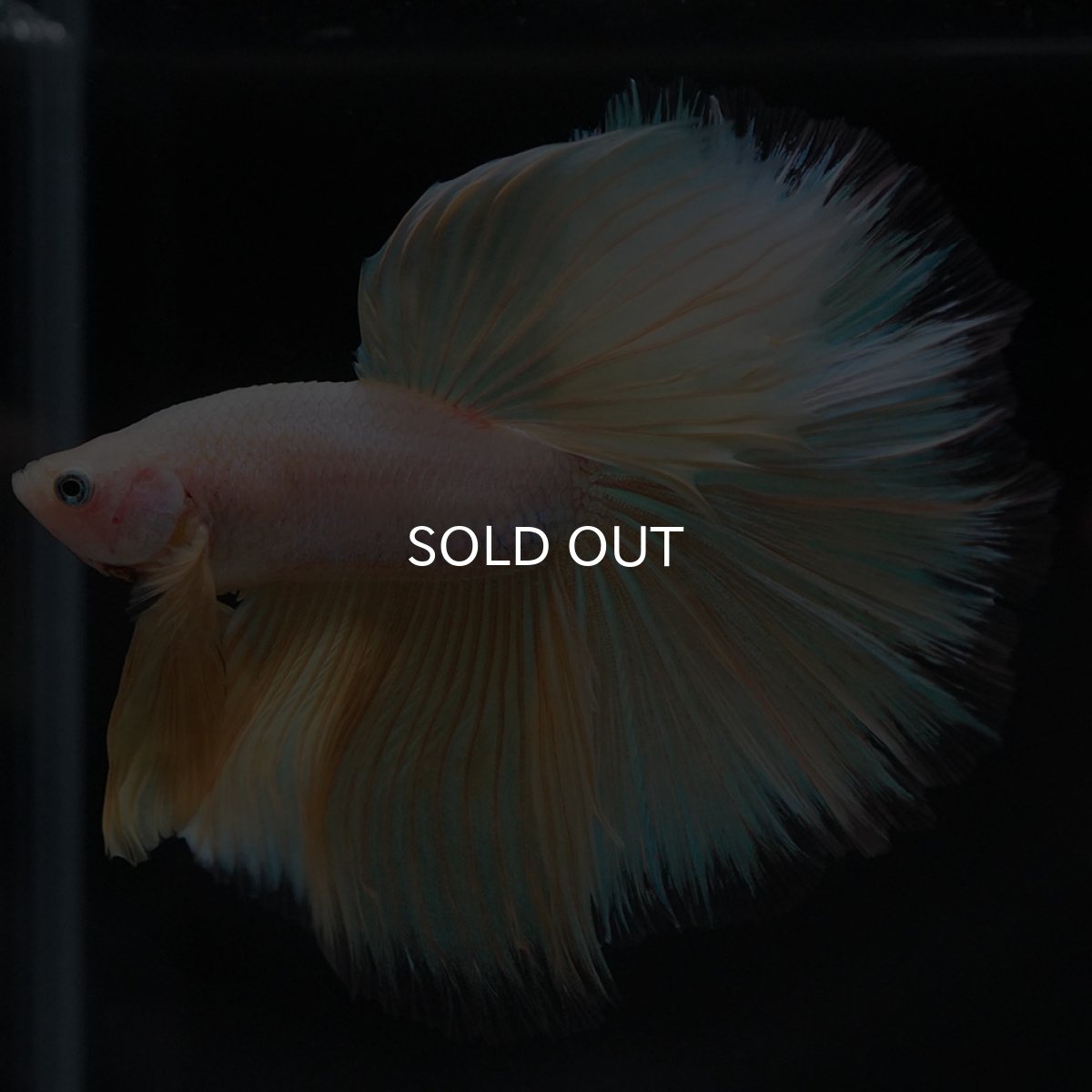 画像3: HM イエローファンシー (3)