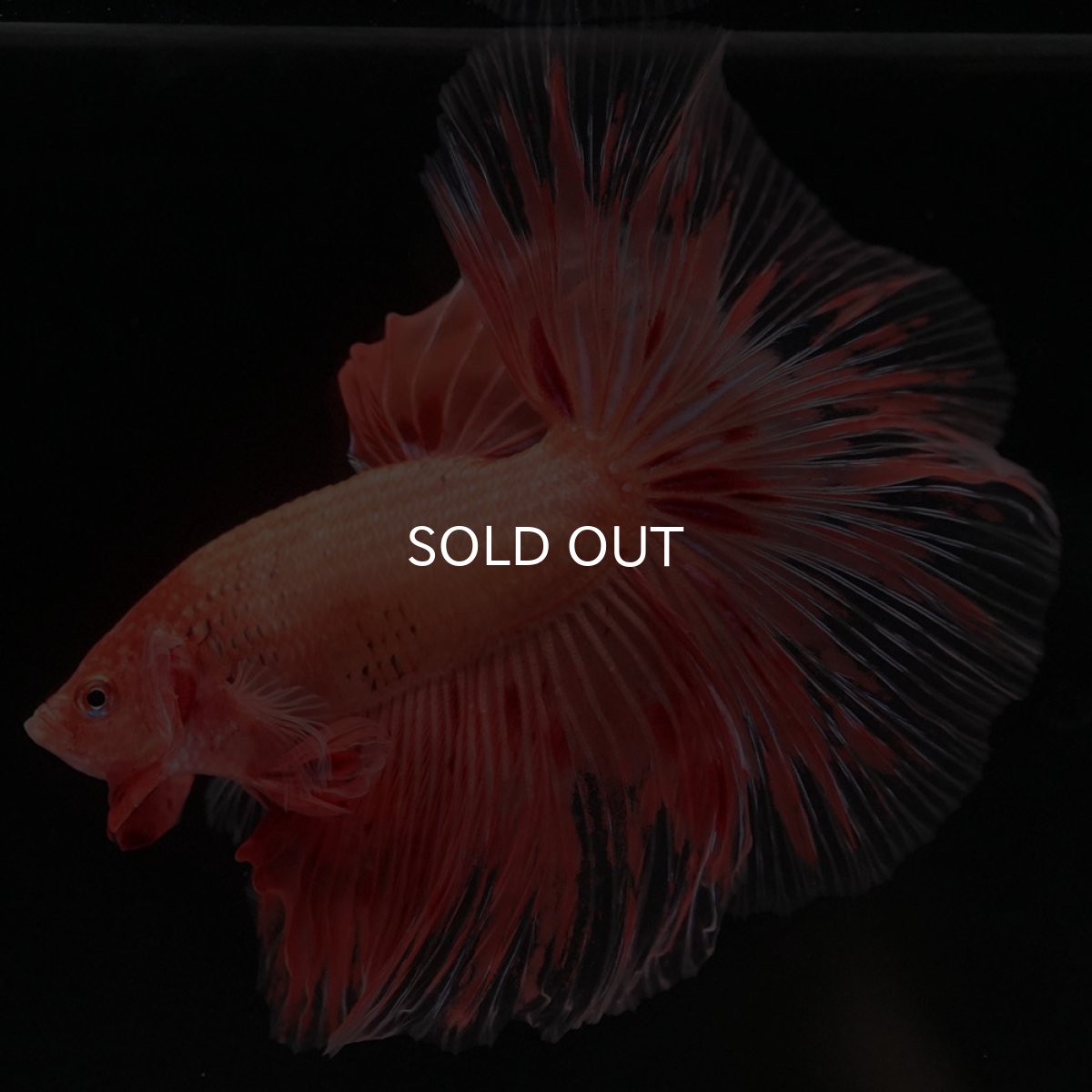 画像7: HM アルマゲドン (7)