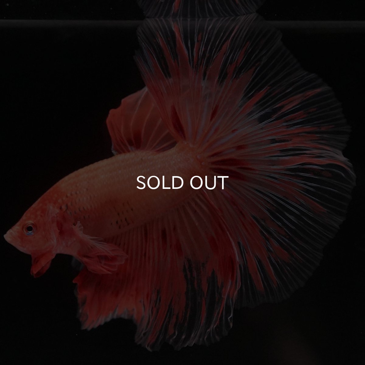 画像2: HM アルマゲドン (2)