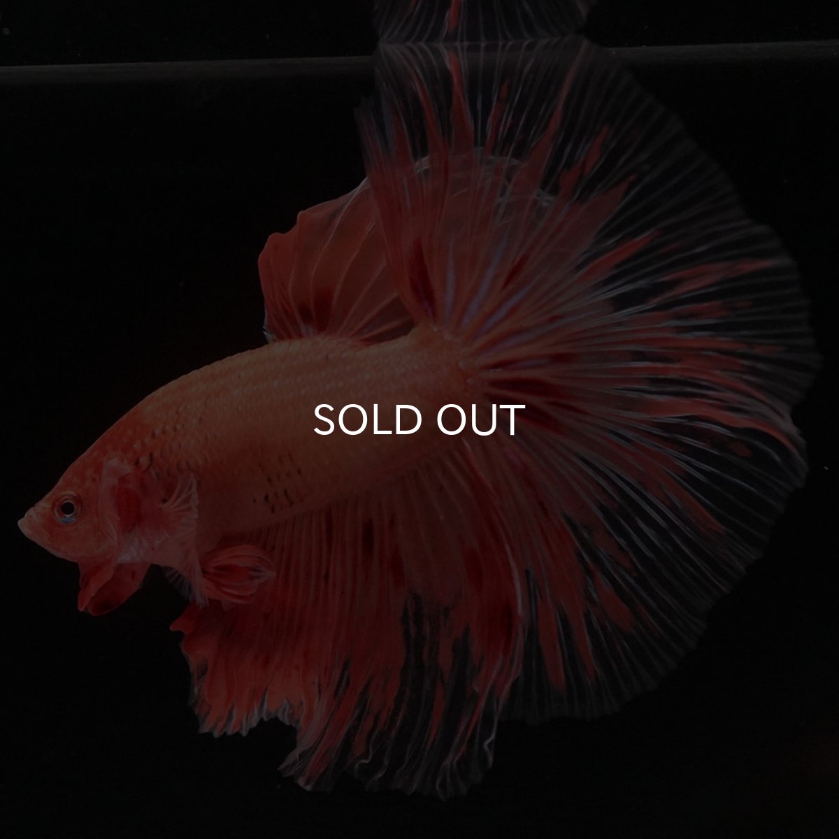 画像4: HM アルマゲドン (4)