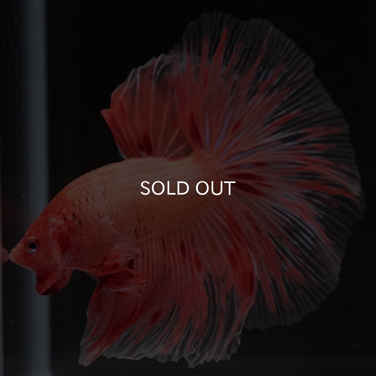 画像6: HM アルマゲドン (6)