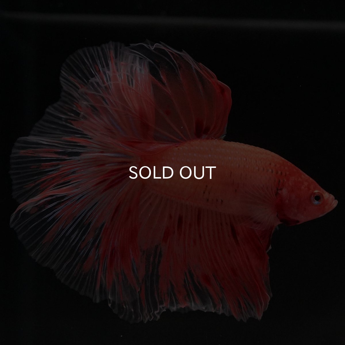 画像5: HM アルマゲドン (5)