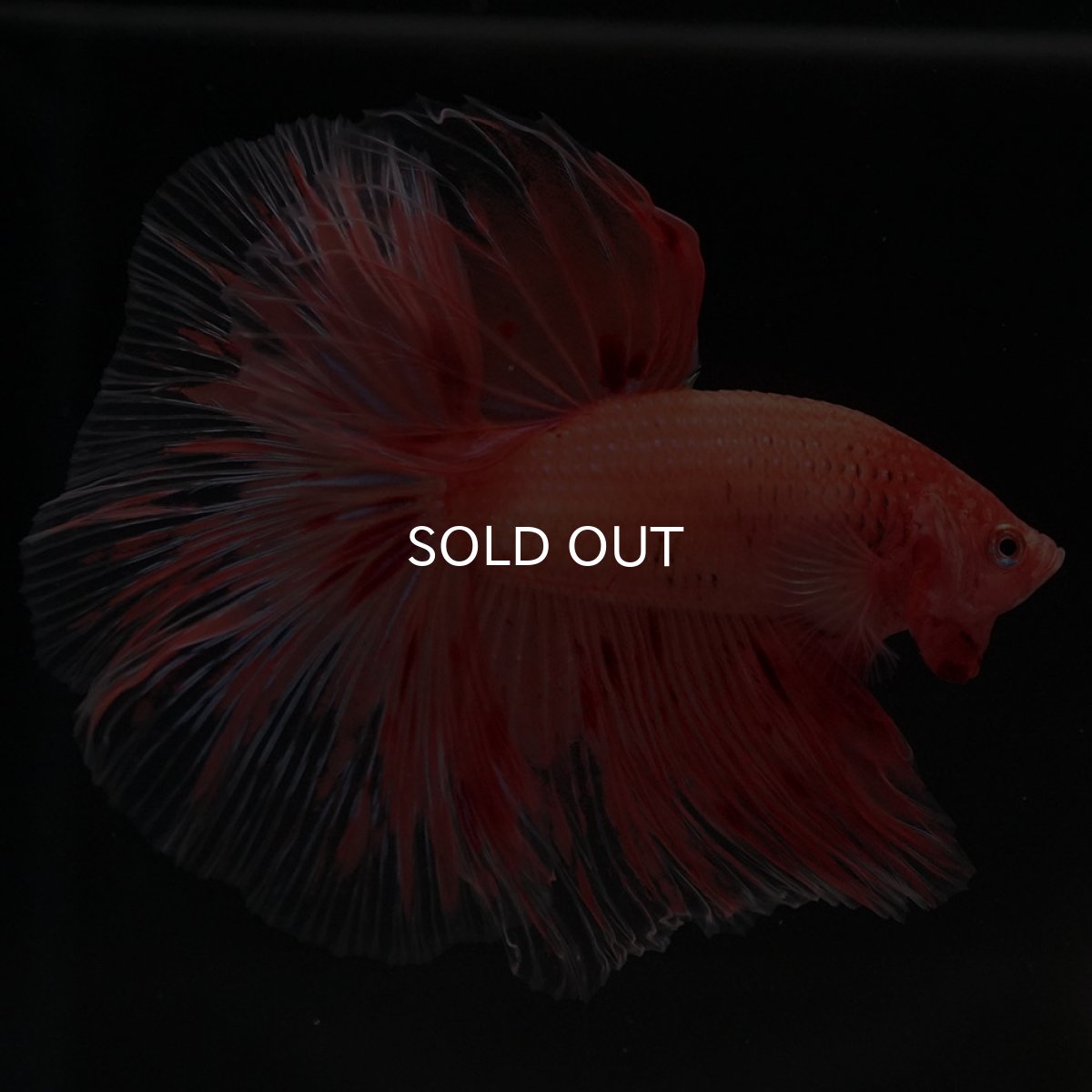 画像3: HM アルマゲドン (3)