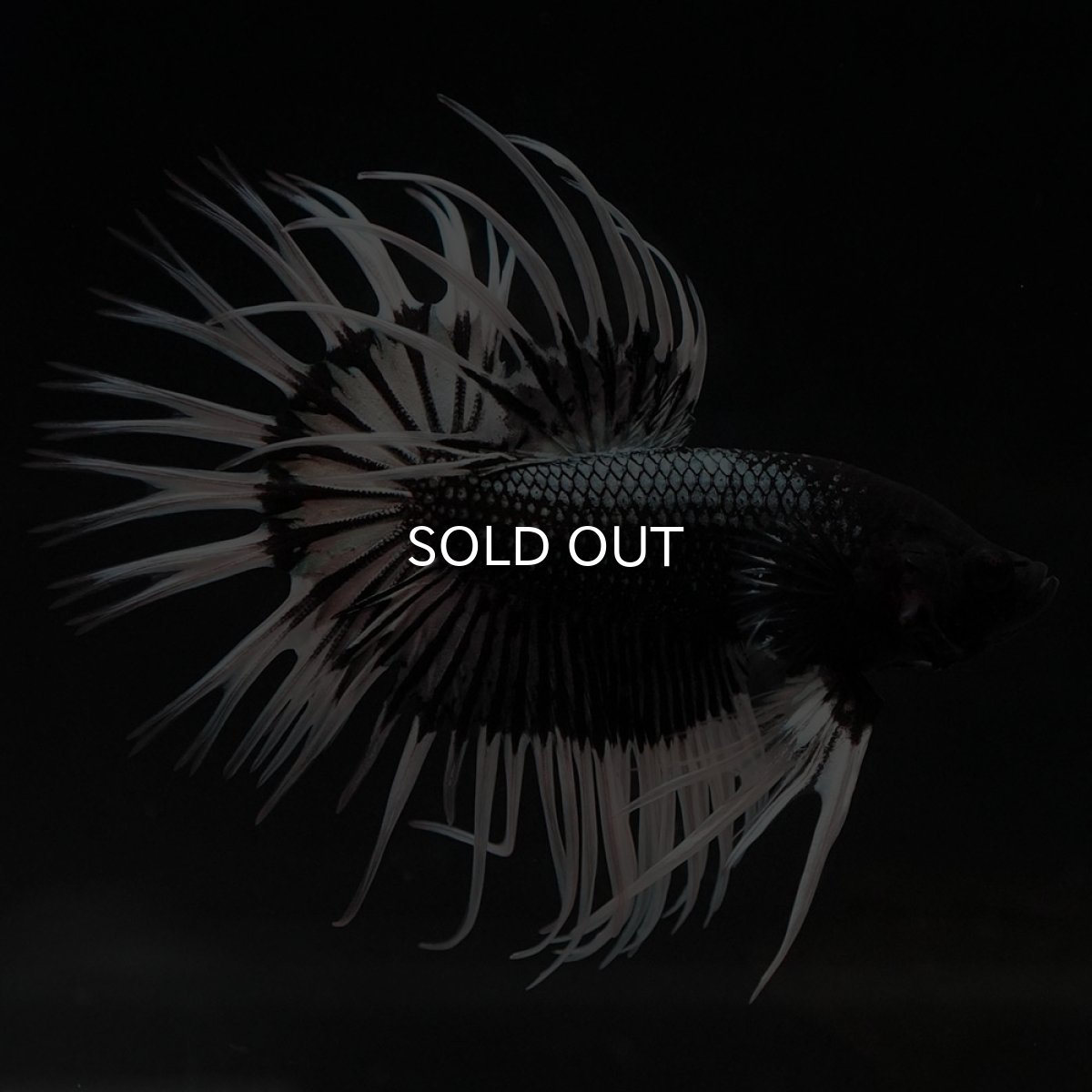 画像4: CT ブラックカッパーバタフライ (4)