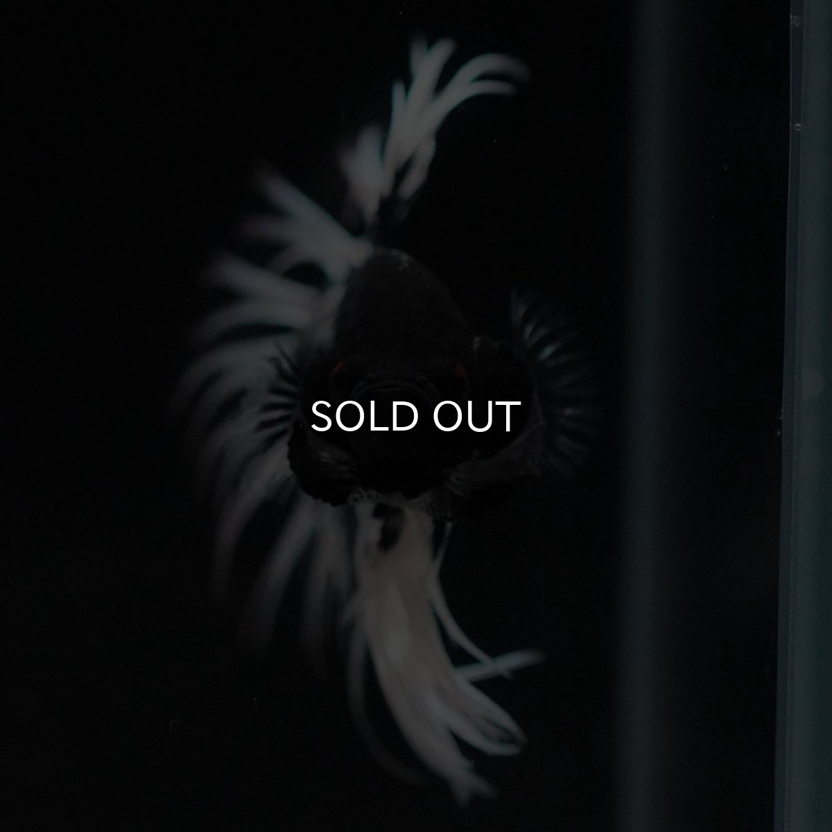 画像3: CT ブラックカッパーバタフライ (3)