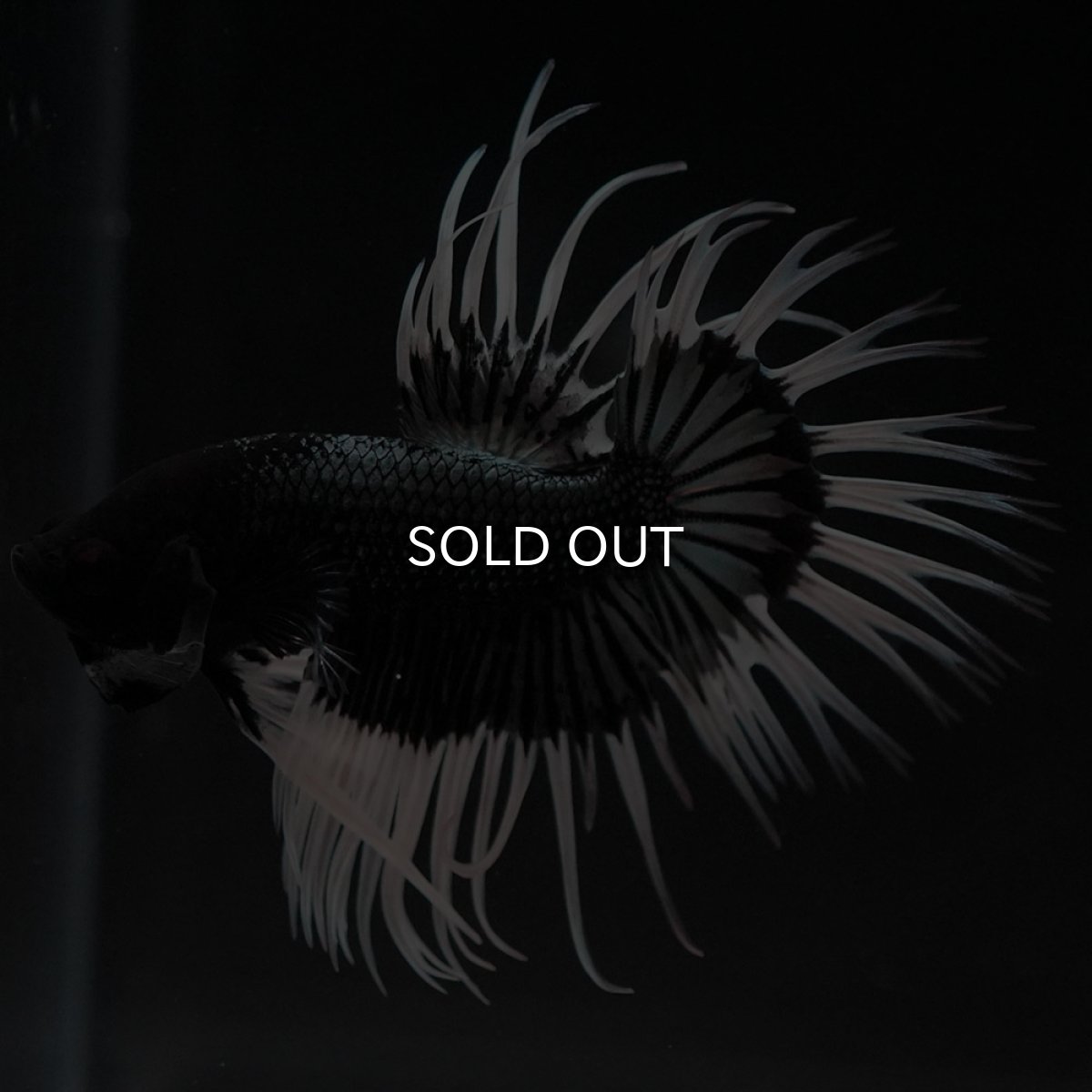 画像9: CT ブラックカッパーバタフライ (9)