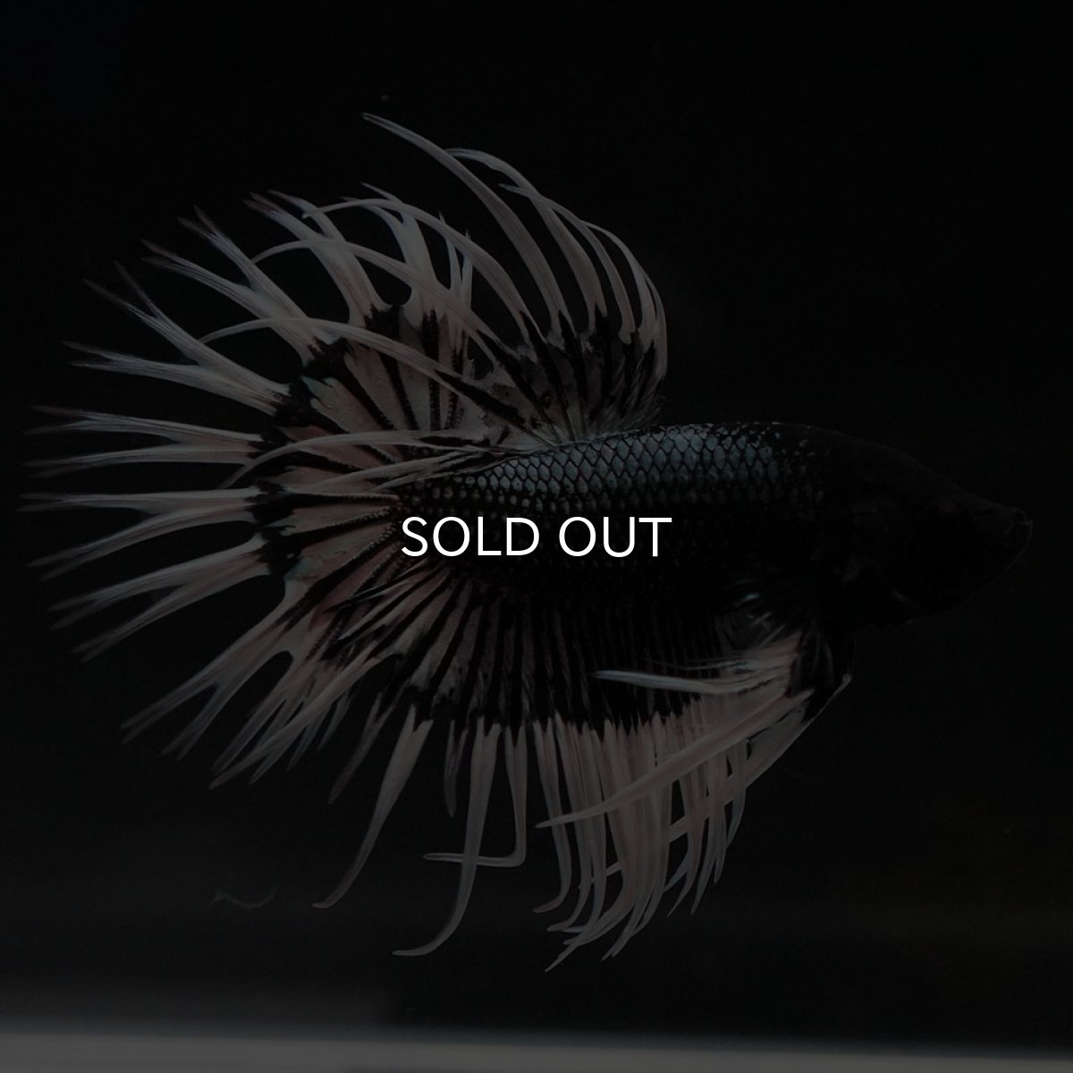 画像6: CT ブラックカッパーバタフライ (6)