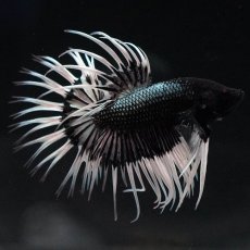 画像1: CT　ブラックカッパーバタフライ (1)