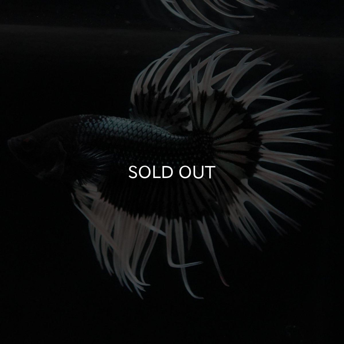 画像8: CT ブラックカッパーバタフライ (8)