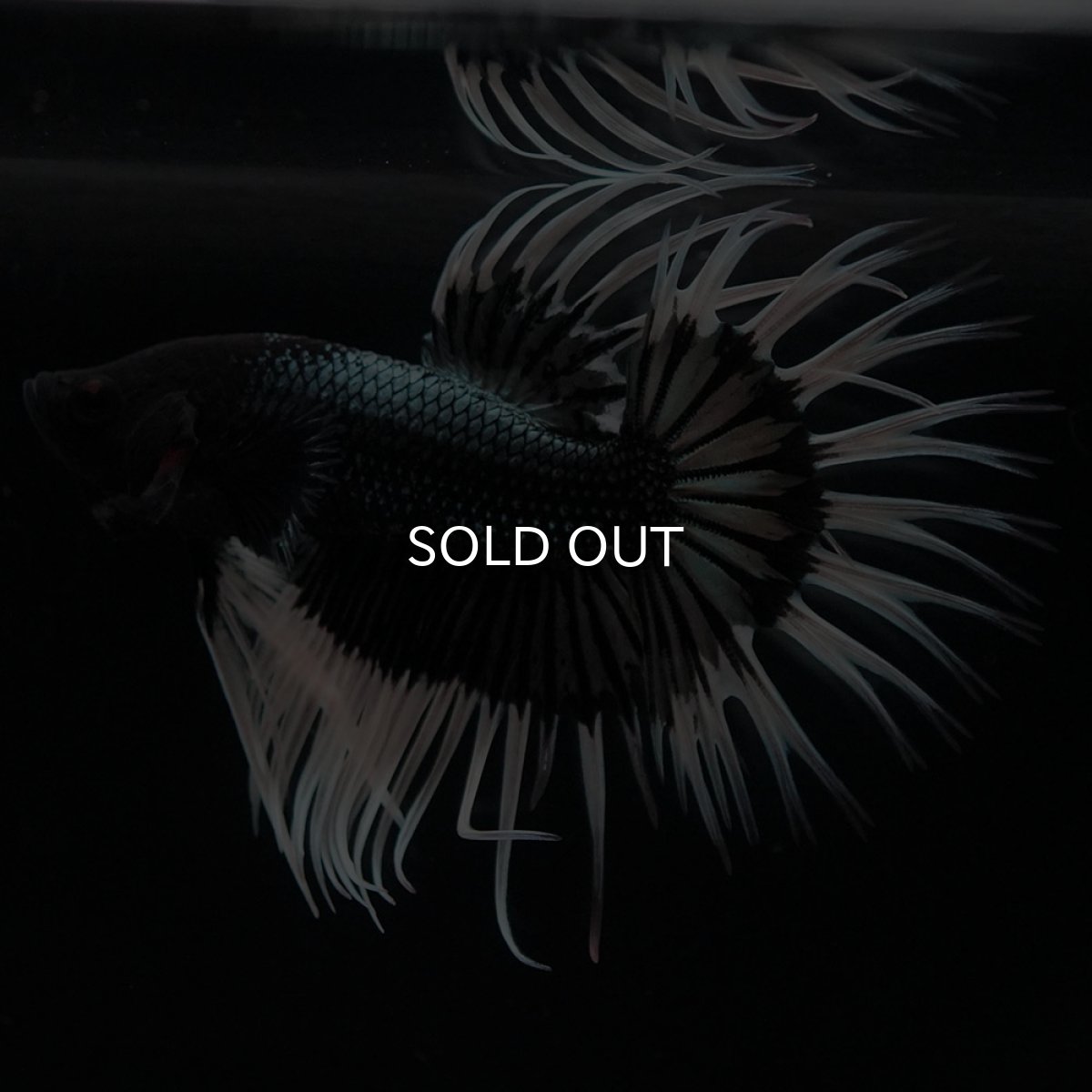 画像2: CT ブラックカッパーバタフライ (2)